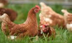 Bird flu: Here's how you can stay safe during an outbreak
