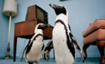 Researches Have Found That These Penguins Speak Similarly To The Way We Do