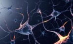 This Video Explains How Our Brains Destroy Dead Neurons
