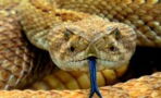Study suggests humans could become venomous
