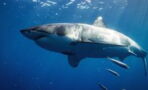 This is the world's largest great white shark and she's 6 metres long