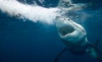 World's most battered great white shark spotted