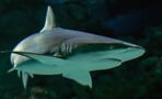 Prey becomes predator: Unsuspected animal has been observed attacking sharks
