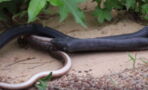 American Couple Catches Video Of A Snake 'Spitting Out' Another Snake