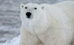 Hotel with 2 polar bears held captive in horrendous conditions causes outrage