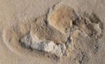 Oldest footprints of pre-humans discovered in Crete