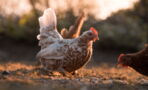 He Thought His Chicken Was Dead but Was Pleasantly Surprised When He Poked Her