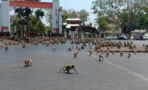Hundreds of hungry primates reenact "Planet of the Apes" in downtown Lopburi City, Thailand