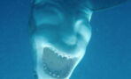 Optical Illusion: Satan's Face Mysteriously Appears On This Shark