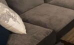 This Woman Bought a Used Sofa and Found Something Living Inside