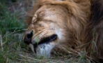 This lion's snoring will put any human's to shame (video)