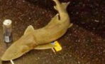 Train conductor finds small shark in the New York subway