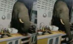 Elephant breaks into woman's kitchen for a late-night snack