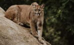 Superhero mom strikes mountain lion with bare hands to save her child