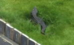 Yorkshire woman discovers 4ft-long crocodile in back garden