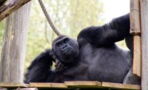 Gorillas perform oral sex on each other in front of horrified kids at zoo