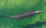 Man catches alligator using rubbish bin