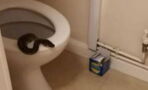 Woman terrified to find python sticking its head out of her toilet at 5am