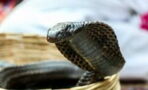Animal attack: Cobra hiding in toilet mangles man's testicles