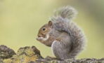 Rogue squirrel attacks 18 people in two-day rampage