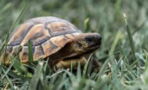 Runaway tortoise that was lost for a year found just half a mile from it’s home