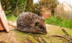 New Zealand wants to eradicate hedgehogs from their archipelago