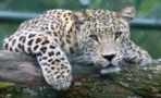 He paid £100 to see a leopard up close, and the animal attacked him