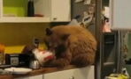 Man shocked to find bear in his kitchen eating from his KFC bucket