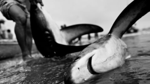 These ‘Murdered’ Sharks Kept Washing Ashore and There’s Some Speculation Around Their Killers