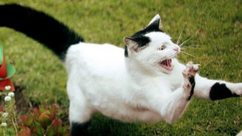 A Cat Struck Back At A Little Boy Who Wouldn't Stop Terrorizing It