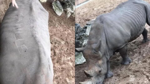 Zoo Visitors Cause Controversy After Scratching Names Into A Rhino’s Back