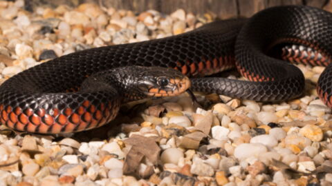 These Snake Catchers Found a Massive Red-Bellied Snake in Brisbane