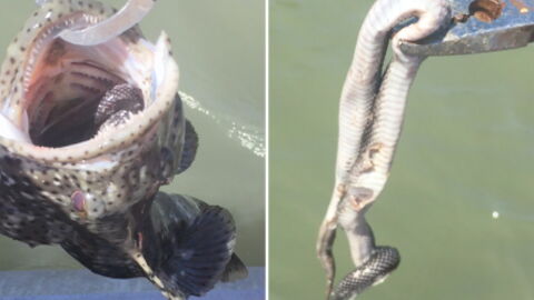 This Fisherman Found Something Quite Unexpected In A Cod’s Mouth