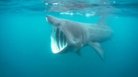 These Irish Beach Goers Came Across A Huge Shark While Swimming In Cape Clear