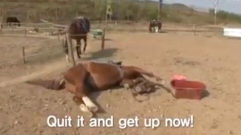 This Horse Plays Dead Every Time Someone Tries To Ride It
