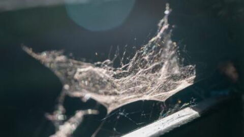 This Spider Silk Is Five Times Stronger Than Steel, And Now We Know Why