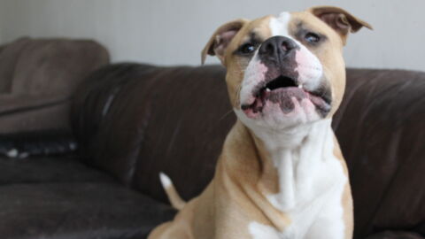 One abusive dog owner got what was coming to him when his pooch turned on him instead