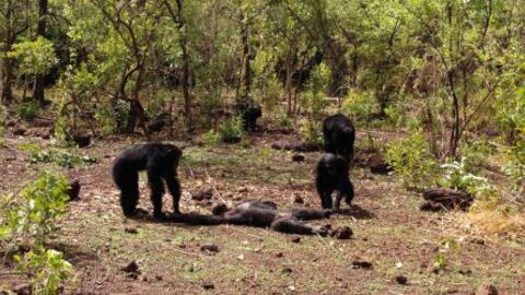 Brutal Footage Shows What Happens When Chimps Turn On Their Leader