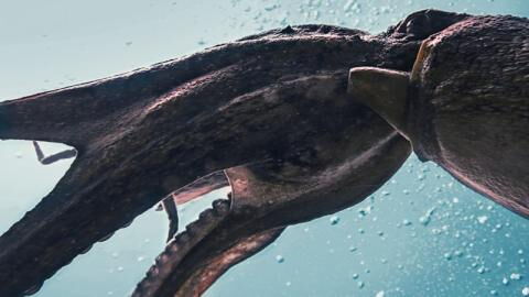 A giant squid has been filmed underwater for the first time