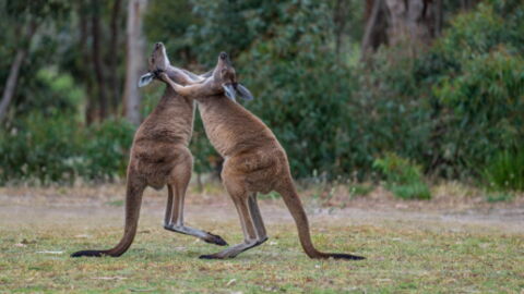 Chilling Footage Of These Animals Fighting Caused A Stir On Social Media