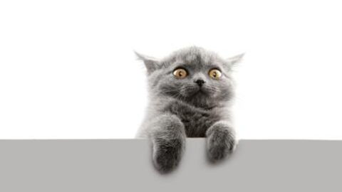 Instead Of Their Cat, A Deadly Animal Suddenly Made Itself At Home In Their Cat Tree