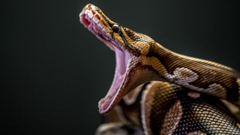 A Massive Boa Constrictor Was Found In A Woman's Bathroom In England