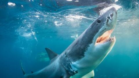 Two Spearfishermen Got Quite a Shock When a Great White Shark Charged at Them – Luckily It Only Wanted Their Catch