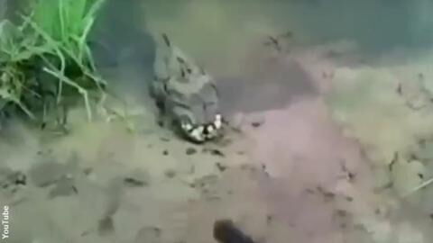 A bizarre creature was filmed on the banks of a Ukrainian river but nobody knows what it is