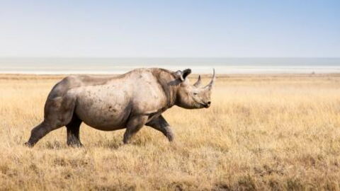 Tourists Got A Fright As A Rhino Chased Them Through A Safari