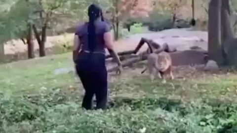 This woman jumped into a lion enclosure, what happened next left everyone speechless