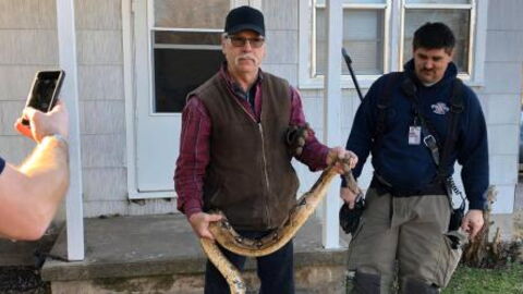 Massive Boa Constrictor Found Inside American Man's Couch