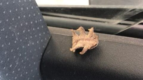 An Alien-Looking Creature Somehow Found Its Way Into a Man’s Car
