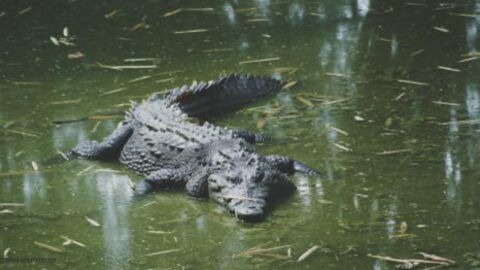 Villagers in Sri Lanka Were Able to Save the Life of an Enormous Crocodile