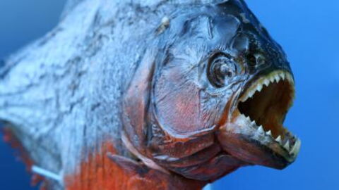 This video proves just how terrifying piranhas can be